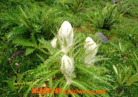 ѩ�����Ĺ�Ч������ ѩ������ô��