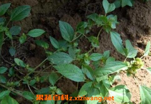 ɢѪ�ݵĽ���ע�⼰���