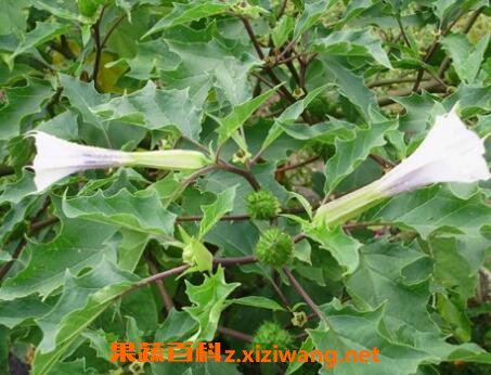 �ػ���ҩ��ʲô������