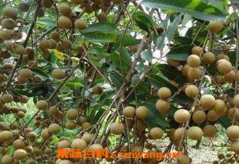 ���۸��Ĺ�Ч������