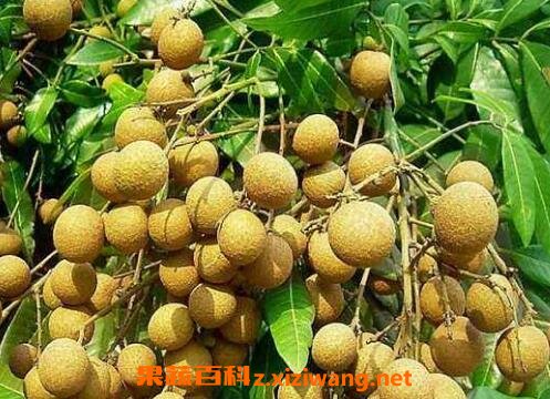 ���۸��Ĺ�Ч������