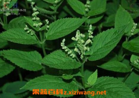 ����Ҷ�Ĺ�Ч������