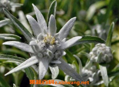 ���޲ݵĹ�Ч������