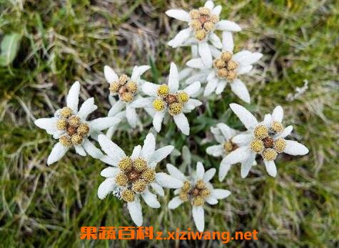 ���޲ݵĹ�Ч������