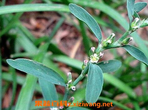 ?��Ĺ�Ч�븱����