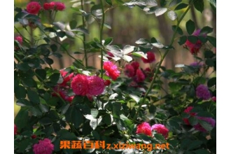 ҰǾޱ��ҩ�ü�ֵ��ҩ�ù�Ч