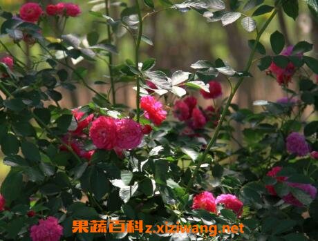 ҰǾޱ��ҩ�ü�ֵ