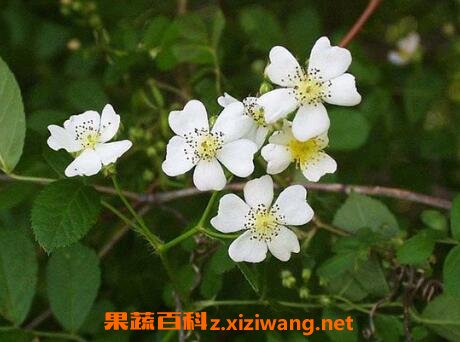 ҰǾޱ��ҩ�ü�ֵ