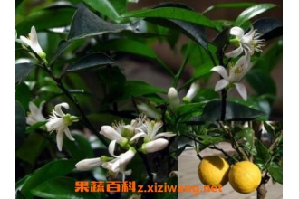 ���黨����ֲ���޻�