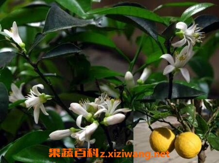 ���黨����ֲ���޻�