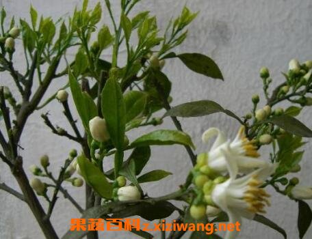 ���黨����ֲ���޻�
