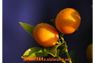 ���ٸ��Ĺ�Ч������