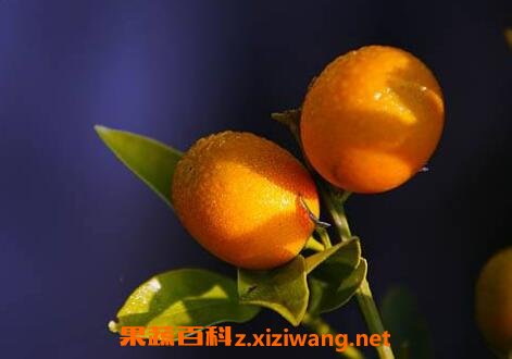 ���ٸ��Ĺ�Ч������
