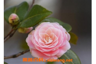 ɽ�軨�Ĺ�Ч�����ü�������