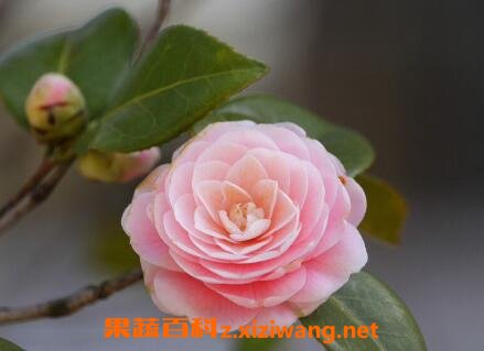 ɽ�軨�Ĺ�Ч�����ü�������
