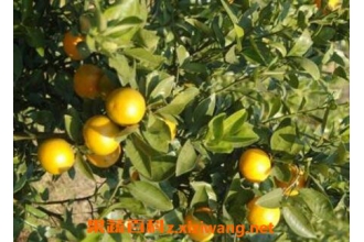 �ʵ۸̵Ĺ�Ч������ �ʵ۸̵�Ӫ����ֵ