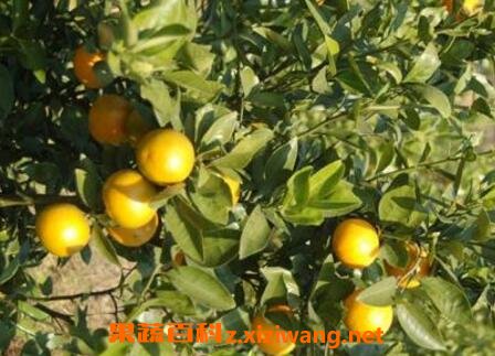 �ʵ۸̵Ĺ�Ч������ �ʵ۸̵�Ӫ����ֵ