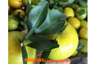 �ʵ۸̵��ŵ���ȱ��