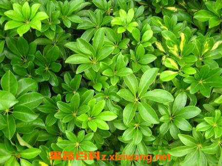 ���Ʋ����ֳ������ע������