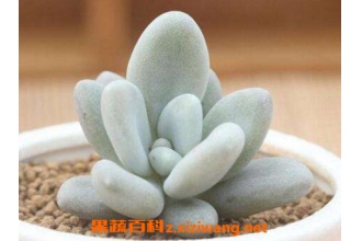 �����˺Ͱ����˵�������ֳ����