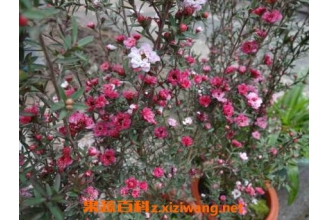 �ɺ�÷����ֳ������ע������