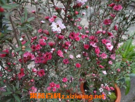 �ɺ�÷����ֳ����