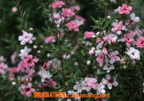 �ɺ�÷����ֳ����