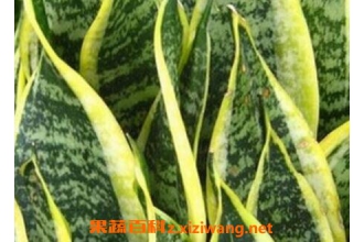 ��Ƥ��������ֳ������ע������