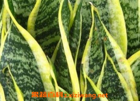 ��Ƥ��������ֳ������ע������