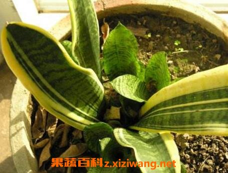 ��Ƥ��������ֳ������ע������