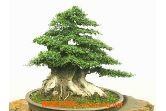 ˮɼ�辰����ֳ������ע������