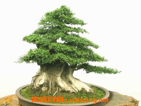 ˮɼ�辰��ֳ����