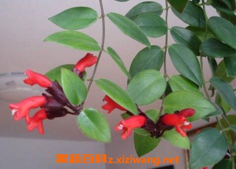 �ں������ôǤ��ͼ�� �ں������ô��