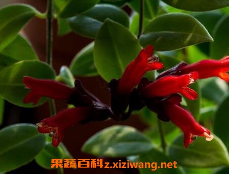 �ں������ôǤ��ͼ�� �ں������ô��