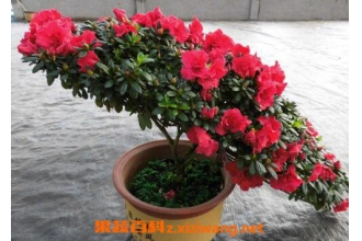 �ļ��ž黨����ֳ������ע������
