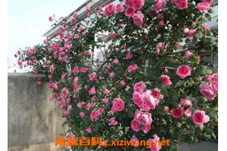 �����¼�������ֳ������ע������