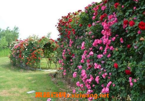 �����¼�������ֳ������ע������