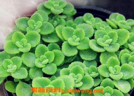 һĨ�����ֳ������ע������