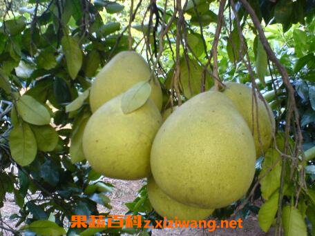 ɳ���ֵĹ�Ч������ ��ɳ���ֵĺô�