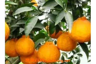 ��̵Ĺ�Ч������