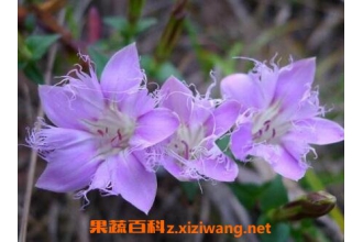 ��ҩ�컨�����Ĺ�Ч������ �컨������ҩ�ü�ֵ
