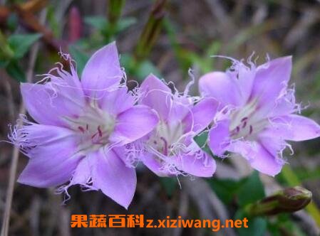 �컨�����Ĺ�Ч������ �컨������ҩ�ü�ֵ