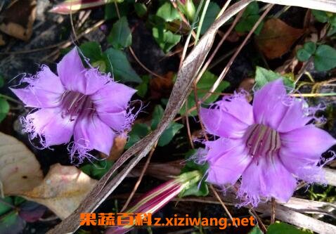 �컨�����Ĺ�Ч������ �컨������ҩ�ü�ֵ