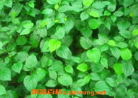 ��?Ҷ��ʳ�÷���