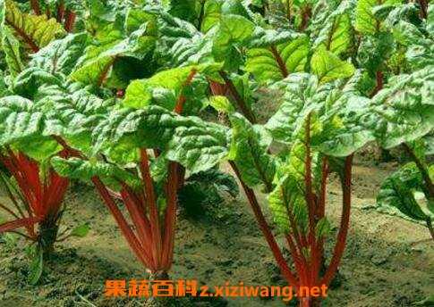 �칣�Ĺ�Ч��ʳ�ü�ֵ