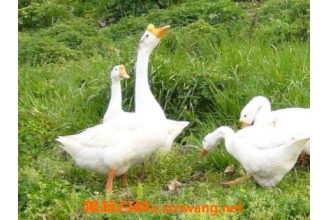 ��൨�Ĺ�Ч������