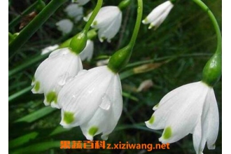 ��ѩƬ���������빦Ч ��ѩƬ����ҩ�ü�ֵ