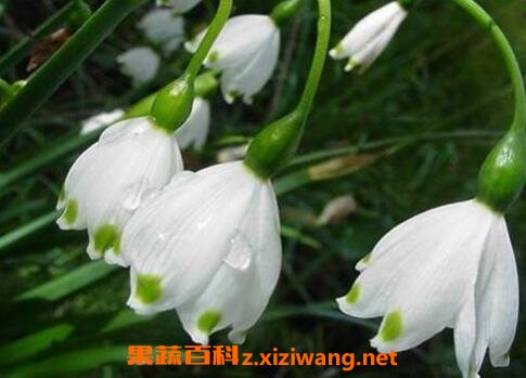 ��ѩƬ���������빦Ч ��ѩƬ����ҩ�ü�ֵ