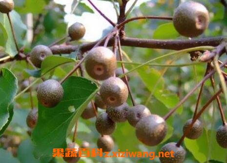 �����ҩ�ü�ֵ