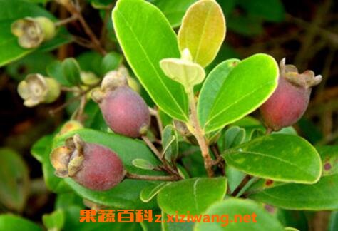�ҽ����Ӫ����ֵ��ʳ�ù�Ч